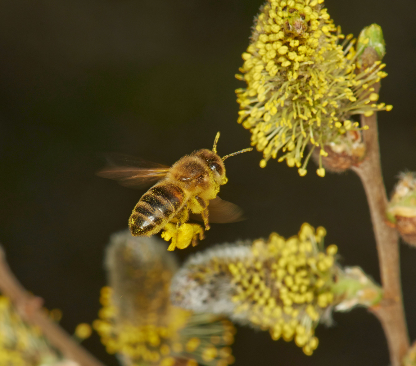  <span>기후위기에 따른 꿀벌 생태계 영향 분석 및 보전 활동</span>
